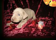 exquisite Weimaraner Puppies For Sale