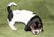 Basset Hound puppies for sale