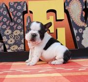 French Bulldog Puppies For Playful Home
